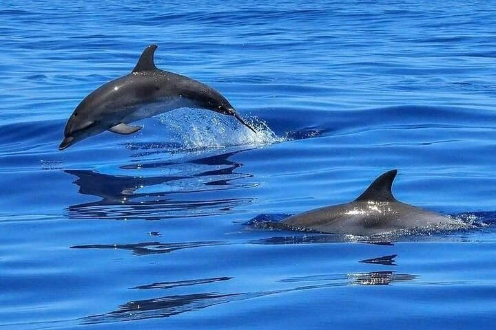 Dolphin Shelling Snorkeling Cruise in Tampa - Photo 1 of 14